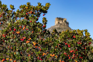 25 STRAWBERRY TREE Edible Red Berry Tree Arbutus Unedo Seeds Irish Killarney